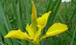 Wie Iris Nachrichten an die Erde bringt. Iris und Gelbe Sumpfschwertlilie (060)