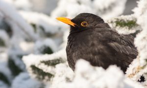 How the blackbird came by its black suit and gold coloured beak (008)