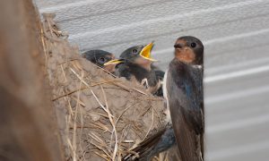 Why the barn swallow has a long fork in its tail (001)