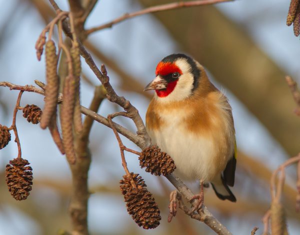 How the ugliest little bird changed into one of the most beautiful, the GOLDFINCH  (041)