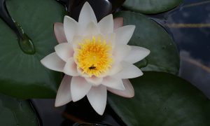 How the god of hair growth fell in love and into the water, THE WATER LILY AND WATER WEEDS (067)