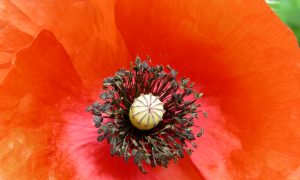 THE POPPY, A message from the battlefields