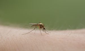Wie die Mücke betrogen wurde (022)