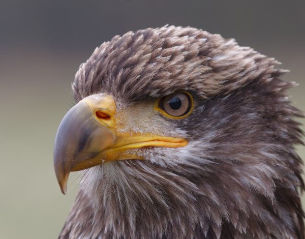 How the sea eagle came to have sharp eyesight, the SEA EAGLE (78)