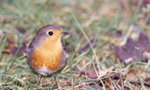 How the robin came by its red breast (013)