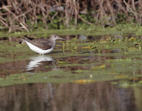 Heaven isn’t quite what it’s made out to be, the Green Sandpiper (065)