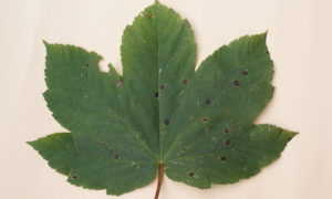 Why the leaf of the sycamore maple has five points (030)