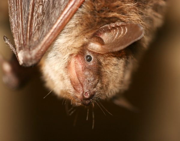 Why bats are nocturnal animals (082)