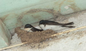 The house martin and how the bat came to be (051)