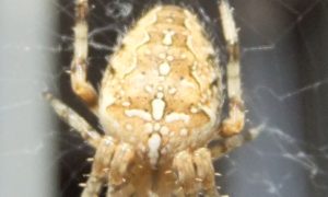 How the cross spider got its name