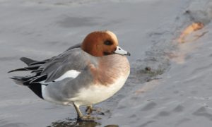Why the wigeon whistles so tenderly (046)