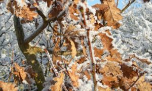 Waarom de EIK in de winter zijn blad vasthoudt (005)
