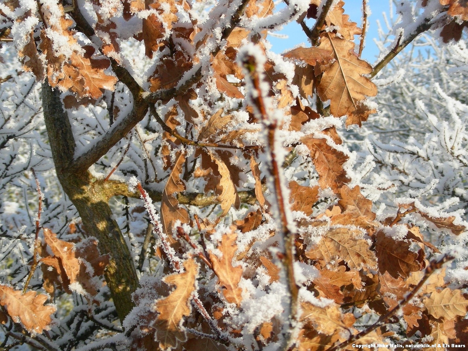 Betasten Hectare gebonden Waarom de EIK in de winter zijn blad vasthoudt (005) – Natuurverhalen