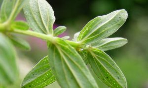 Why there are small holes in the leaves of the St. John’s Wort (005)