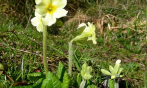 How the key of heaven came from heaven (cowslip) (039)