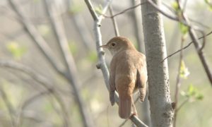 Why the NIGHTINGALE sings during the night (061)