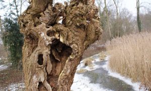 The wisdom of large animals and an old willow tree (84)