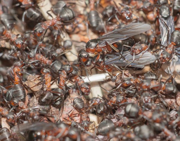 De wijze raad van een mieren-koningin (098)
